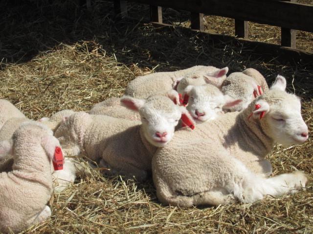Yorkshire Farm Shintoku Exterior foto