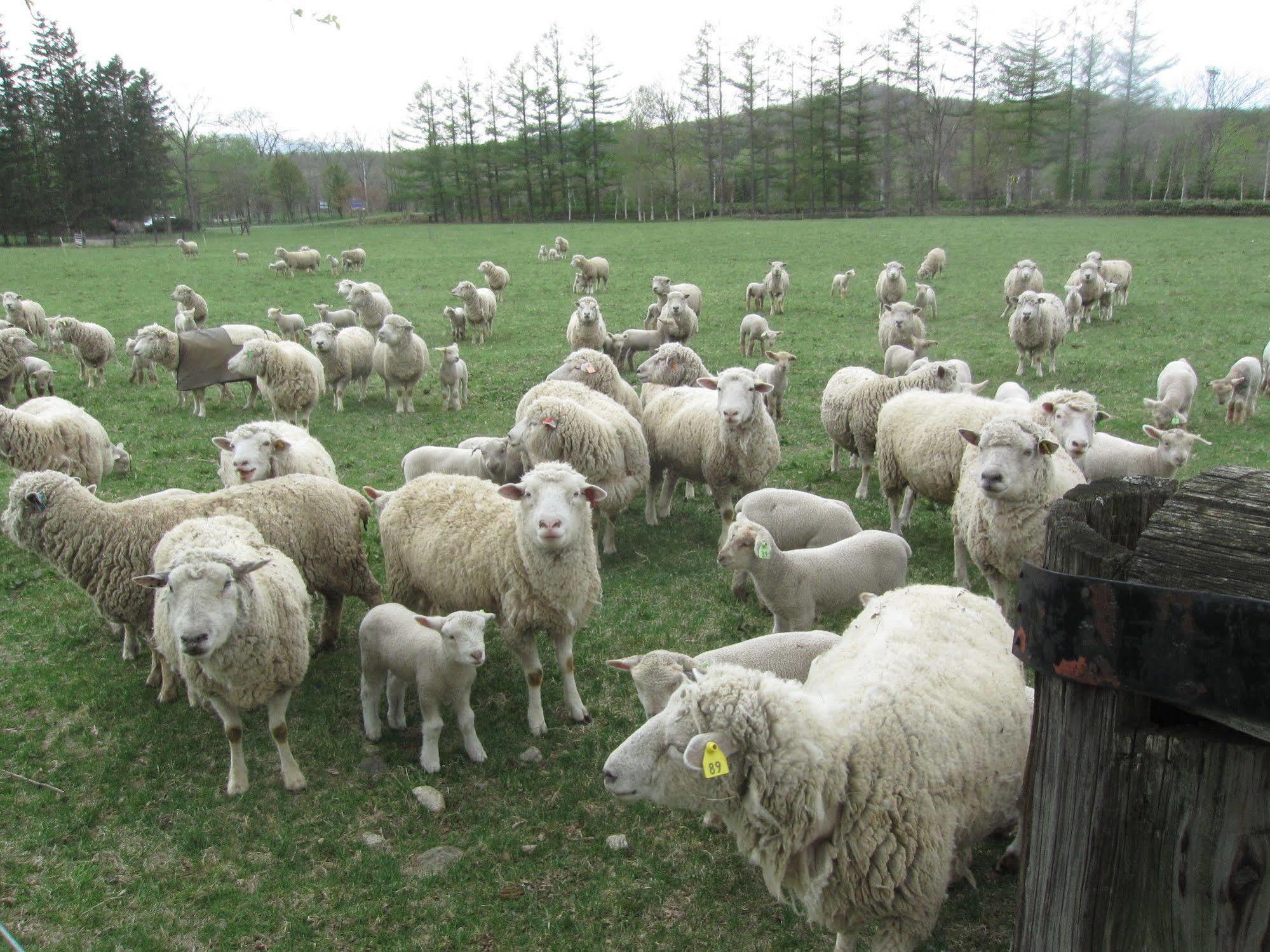 Yorkshire Farm Shintoku Exterior foto